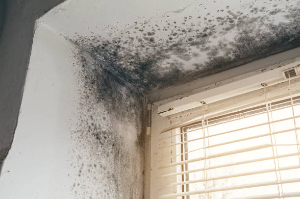 Affordable Attic Mold Removal solutions in Liverpool, NY
